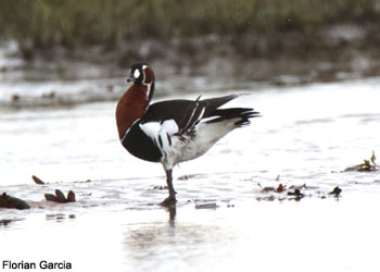 Bernache à cou roux (Branta ruficollis)