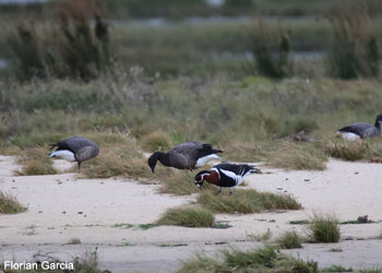 Bernache à cou roux (Branta ruficollis)