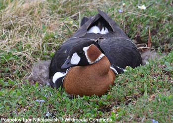 Bernache à cou roux (Branta ruficollis)