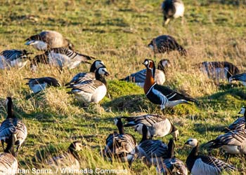 Bernache à cou roux (Branta ruficollis) et Bernaches nonnettes (B. leucopsis)