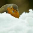 Douzième comptage hivernal national des oiseaux des jardins en France métropolitaine