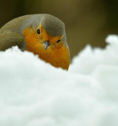 Douzième comptage hivernal national des oiseaux des jardins en France métropolitaine