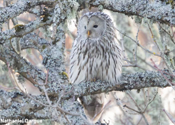 Chouette de l'Oural (Strix uralensis)