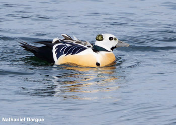 Eider de Steller (Polysticta stelleri) mâle