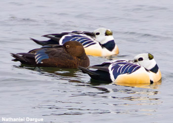 Eiders de Steller (Polysticta stelleri) mâle