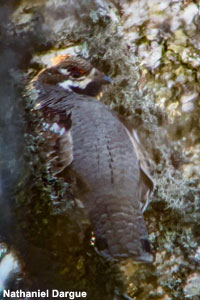 Gélinotte des bois (Tetrastes bonasia)