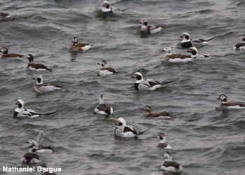 Hareldes boréales (Clangula hyemalis)