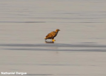 Pygargue à queue blanche (Haliaeetus albicilla)