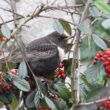 Merle à plastron dans un jardin