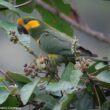 La Conure à joues d’or a été réobservée dans la province colombienne de Norte de Santander après plus de 167 ans d’absence