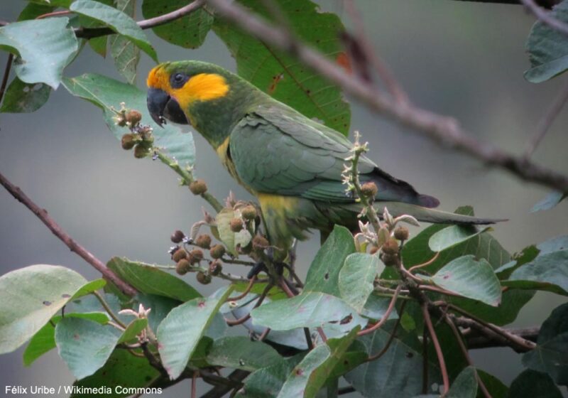 La Conure à joues d’or a été réobservée dans la province colombienne de Norte de Santander après plus de 167 ans d’absence