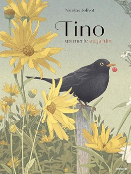 Tino, un merle au jardin