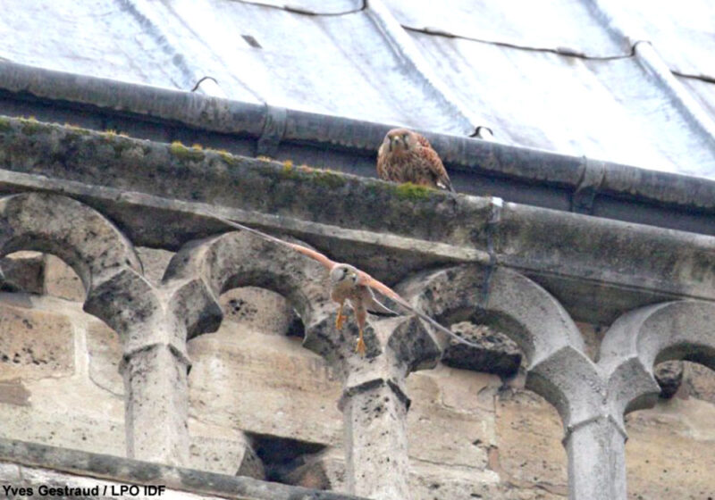 Cinq ans après l’incendie, où en sont les Faucons crécerelles de Notre-Dame de Paris ?