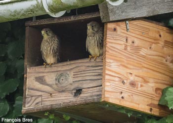 Jeunes Faucons crécerelles (Falco tinnunculus)