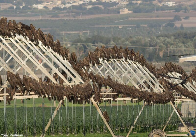 Les spectaculaires pré-dortoirs et dortoirs hivernaux des Milans noirs en Israël