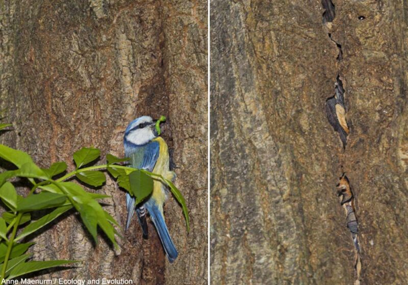 Une cohabitation étonnante et inédite entre un couple de Mésanges bleues et une colonie de Grandes Noctules, une espèce carnivore