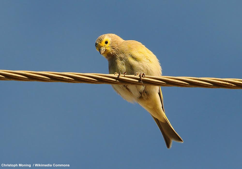 Serin syriaque (Serinus syriacus) mâle