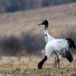 Le Bhoutan a accueilli en 2023 un nombre record de Grues à cou noir hivernantes