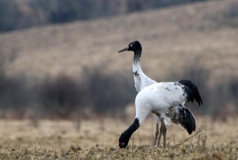 Le Bhoutan a accueilli en 2023 un nombre record de Grues à cou noir hivernantes