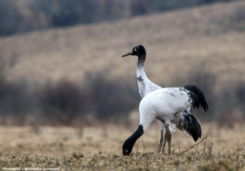 Le Bhoutan a accueilli en 2023 un nombre record de Grues à cou noir hivernantes