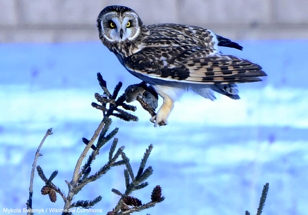 Hibou des marais (Asio flammeus)