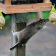 Comment nourrir les oiseaux dans son jardin sans (trop) attirer les rats ?