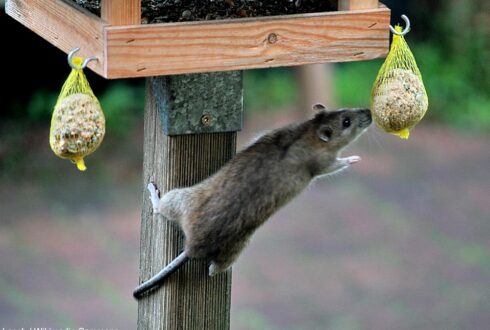 Comment nourrir les oiseaux dans son jardin sans (trop) attirer les rats ?