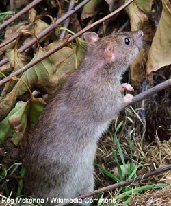 Rat surmulot ou brun (Rattus norvegicus)