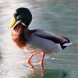 Danse sur glace