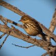 Pipit farlouse