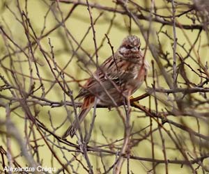 Bruant à calotte blanche (Emberiza leucocephalos) mâle