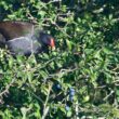 Gallinule poule-d’eau se régalant de prunelles