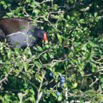 Gallinule poule-d'eau se régalant de prunelles