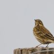 Pipit farlouse