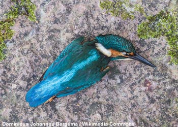 Martin-pêcheur d'Europe (Alcedo atthis)