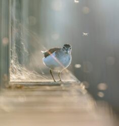 Exposition « Photo de l’Oiseau de l’année 2024 »