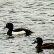 Visite ornithologique guidée de l’étang de Saint-Quentin-en-Yvelines