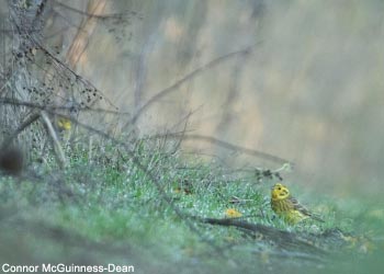 Bruant jaune (Emberiza citrinella)