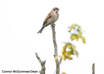 Bruant des roseaux (Emberiza schoeniclus)