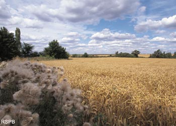 Cultures céréalières