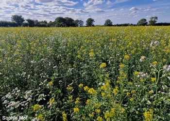 Mélange hivernal de plantes semées