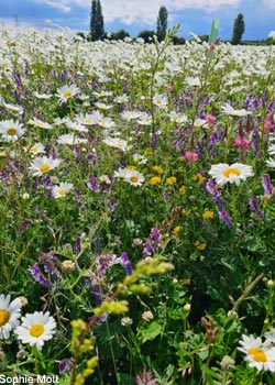 Bande fleurie au printemps