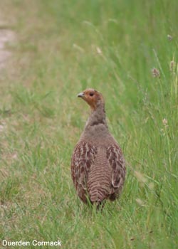 Perdrix grise (Perdix perdix)