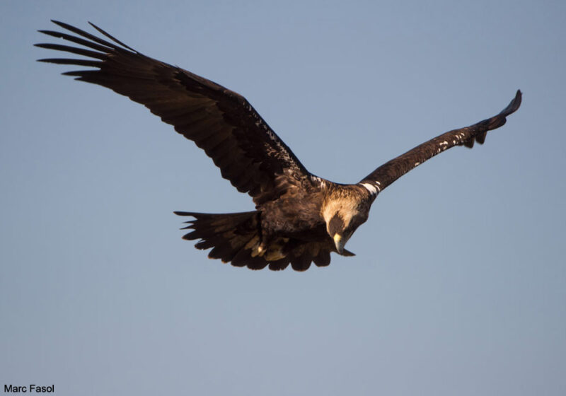 Il y a désormais plus de 820 couples d’Aigles ibériques en Espagne