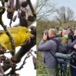 La Paruline jaune découverte en Grande-Bretagne en décembre 2024 a-t-elle traversé l'océan Atlantique à bord d'un méthanier ?