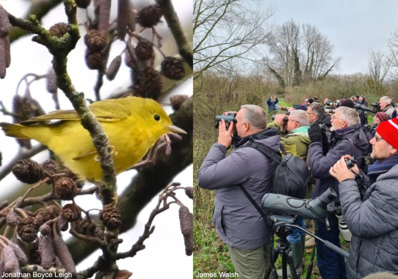 La Paruline jaune découverte en Grande-Bretagne en décembre 2024 a-t-elle traversé l’océan Atlantique à bord d’un méthanier ?