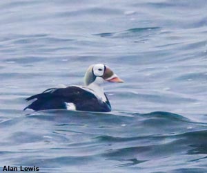 Eider à lunettes (Somateria fischeri) mâle subadulte