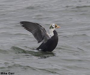 Eider à lunettes (Somateria fischeri) mâle subadulte