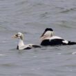 Un Eider à lunettes découvert en janvier 2025 aux Pays-Bas attire un nombre record d’observateurs venus de toute l’Europe