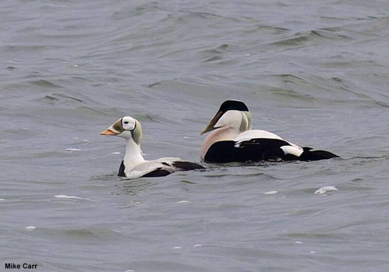 Un Eider à lunettes découvert en janvier 2025 aux Pays-Bas attire un nombre record d’observateurs venus de toute l’Europe